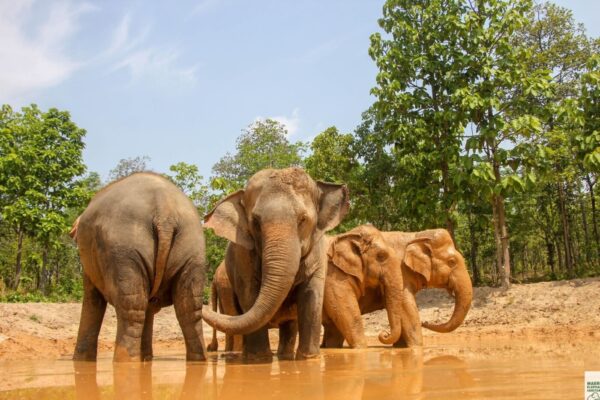 Read more about the article Explore Elephant Camps