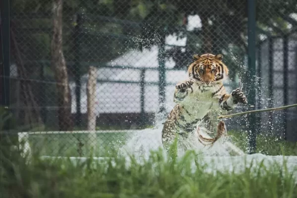Read more about the article Face the Tiger
