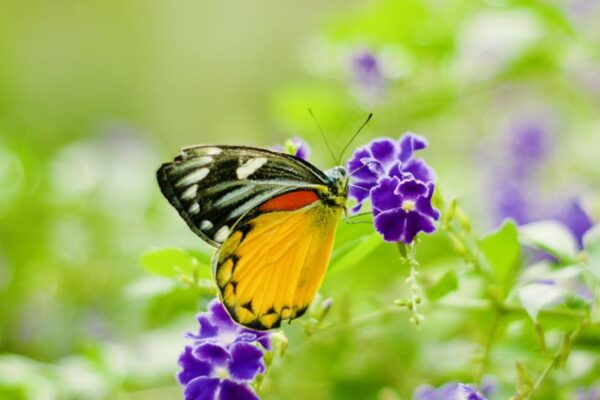 Read more about the article Bai Orchid & Butterfly Farm