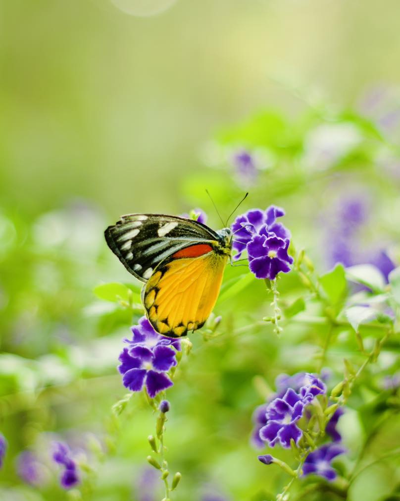 Read more about the article Bai Orchid & Butterfly Farm